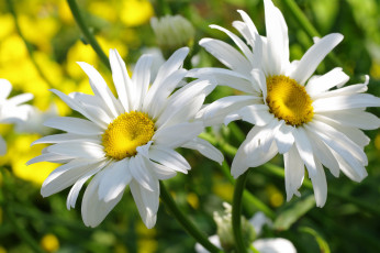 Картинка цветы ромашки пара