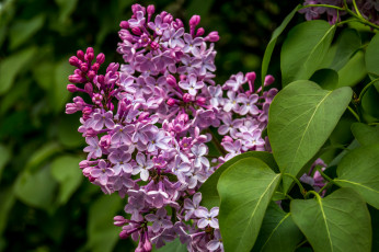 Картинка цветы сирень гроздь