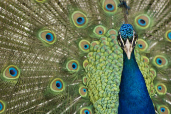 Картинка животные павлины портрет хвост