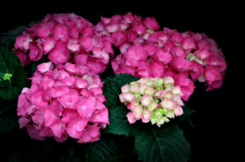 Картинка цветы гортензия розовый