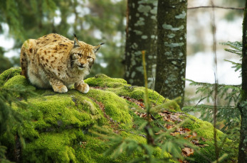 Картинка животные рыси кошка мох
