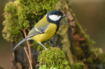 Картинка животные синицы +лазоревки птичка