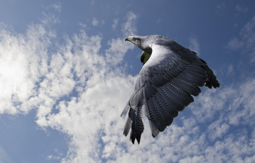 Картинка животные птицы+-+хищники полет