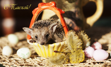 Картинка животные ежи пасха колючки верба