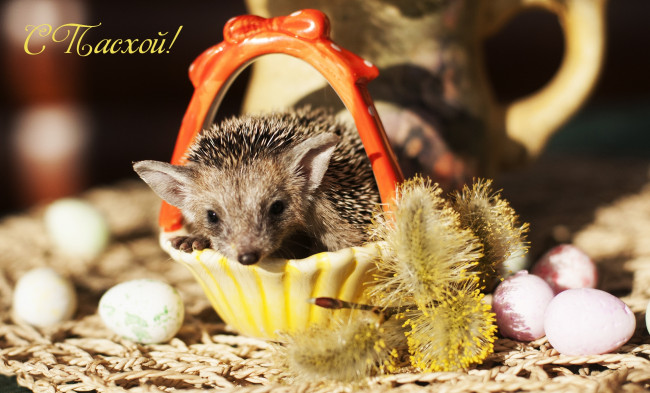 Обои картинки фото животные, ежи, пасха, колючки, верба