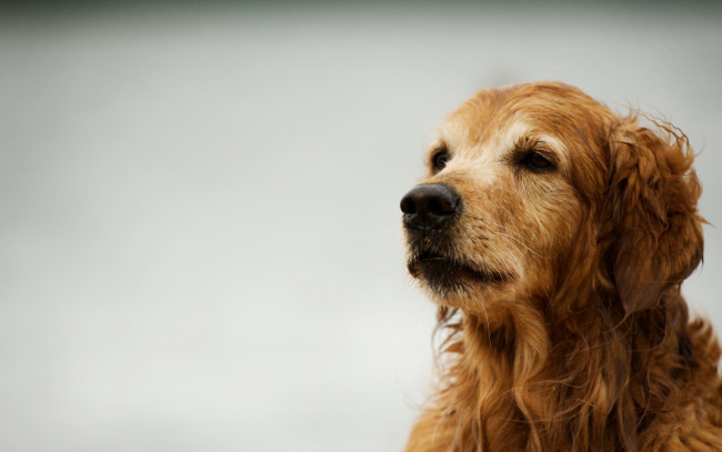 Обои картинки фото животные, собаки, фон, ретривер