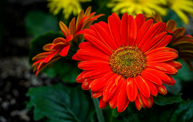 Обои картинки фото цветы, герберы, макро