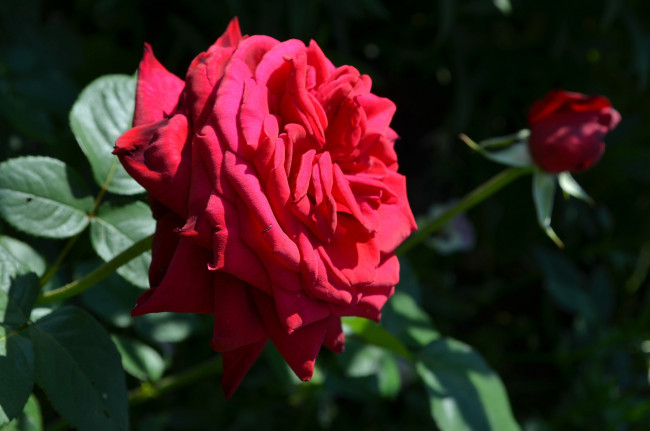 Обои картинки фото цветы, розы, красный