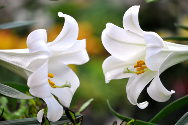 Обои картинки фото цветы, лилии,  лилейники, макро