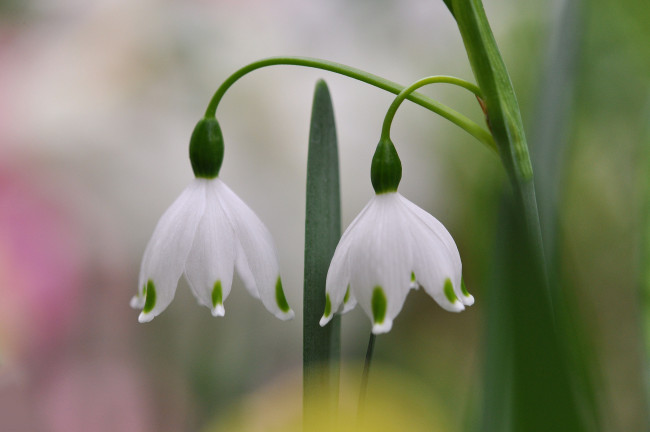 Обои картинки фото цветы, подснежники,  белоцветник,  пролески, макро