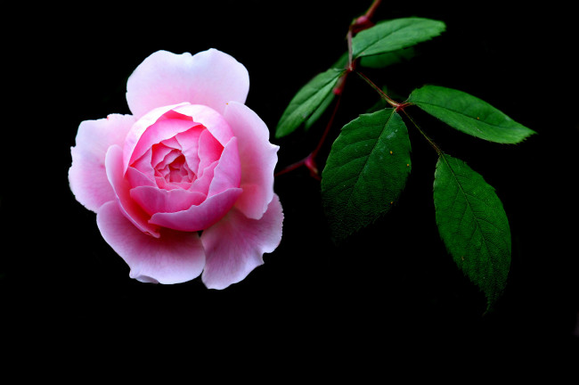 Обои картинки фото цветы, розы, розовый