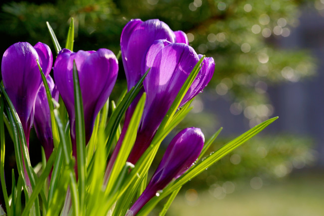 Обои картинки фото цветы, крокусы