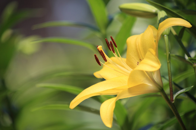 Обои картинки фото цветы, лилии,  лилейники, желтый