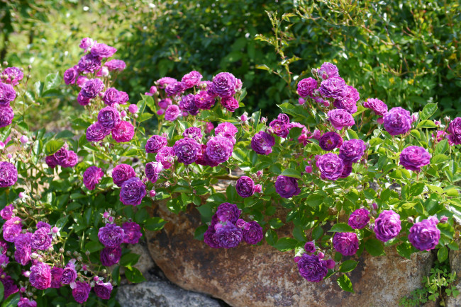 Обои картинки фото цветы, розы, лиловый