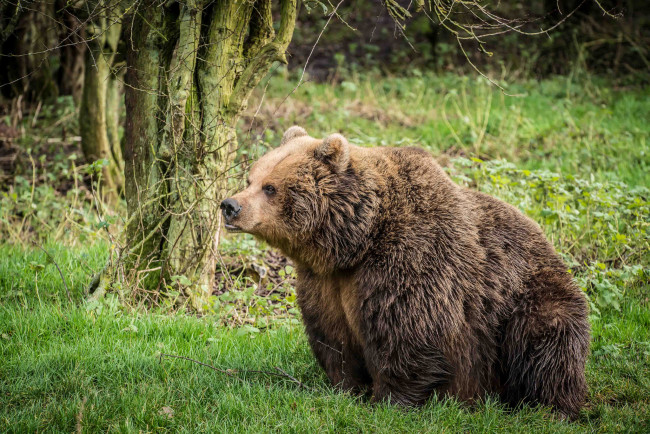 Обои картинки фото животные, медведи, бурый