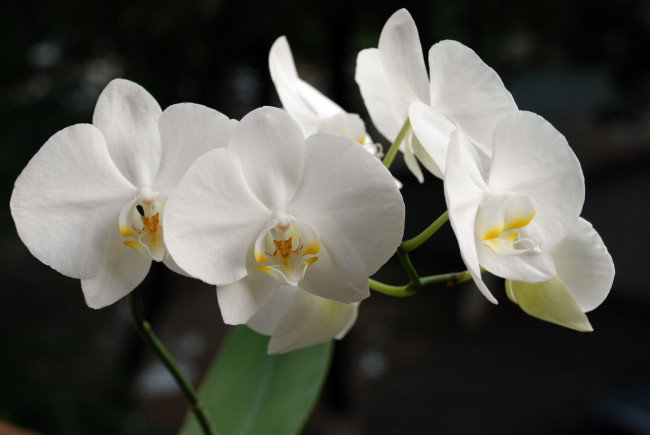 Обои картинки фото цветы, орхидеи, белый