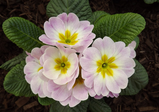 Обои картинки фото цветы, примулы, макро