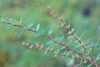 Картинка природа листья листики колючки ветки иголки макро