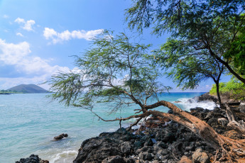 Картинка природа побережье ветки берег море