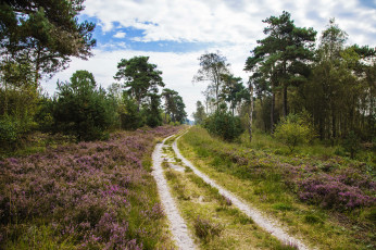 Картинка природа дороги тракт лес