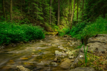 Картинка природа реки озера река лес