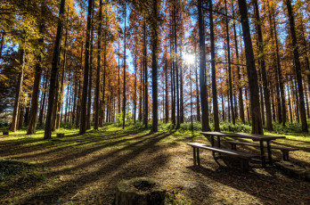 Картинка природа лес осень