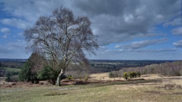 Картинка природа деревья равнина