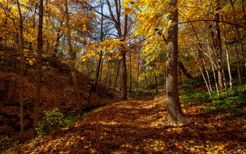 Картинка природа лес осень
