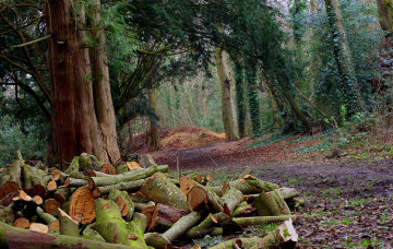 Картинка природа дороги лес поленья тропинка