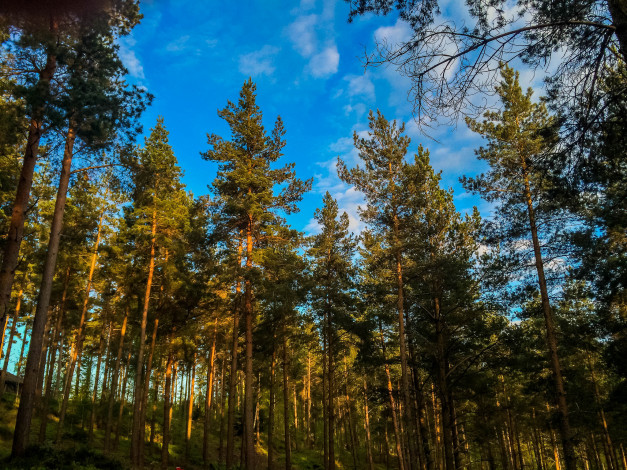 Обои картинки фото природа, лес, сосны