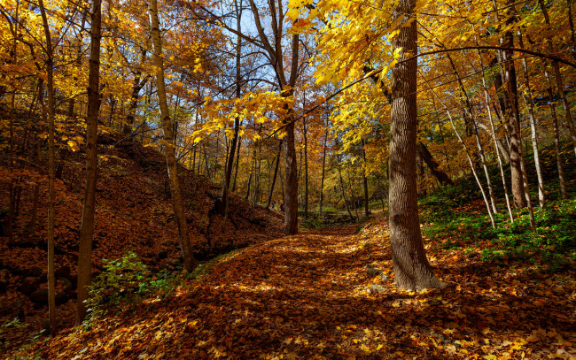 Обои картинки фото природа, лес, осень