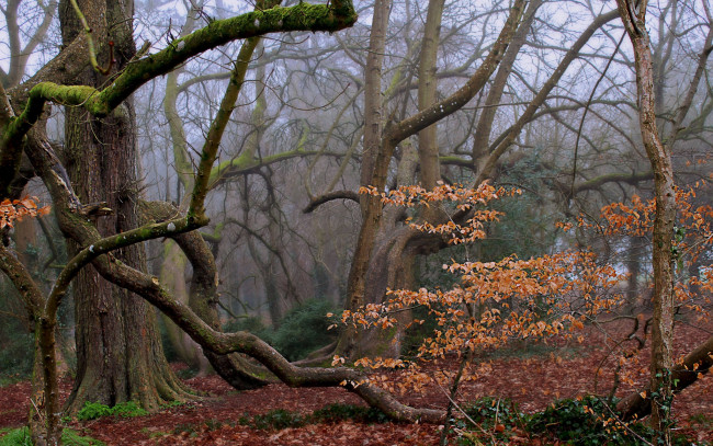 Обои картинки фото природа, лес, осень