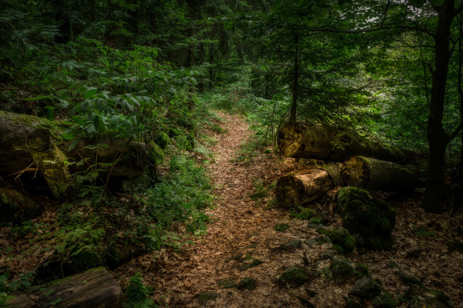 Обои картинки фото природа, дороги, тропа, лес