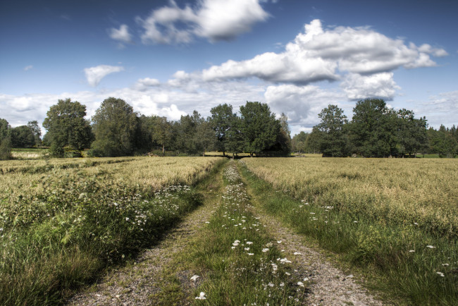 Обои картинки фото природа, дороги, колея, поле