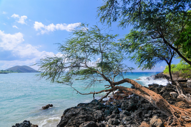 Обои картинки фото природа, побережье, ветки, берег, море