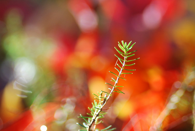 Обои картинки фото природа, макро, травинка