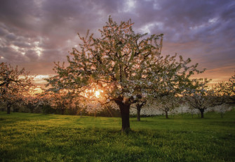 Картинка природа восходы закаты закат весна сад
