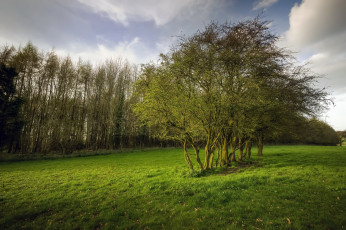 Картинка природа деревья дерево поле весна