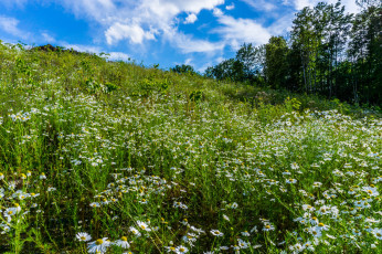 Картинка природа луга простор