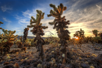 Картинка природа пустыни простор