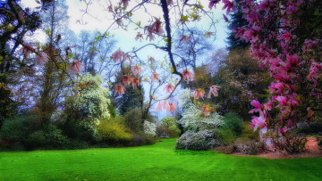 Картинка природа парк простор