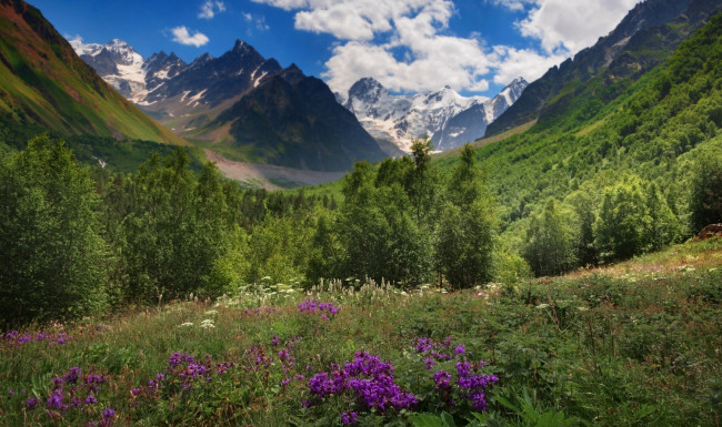 Обои картинки фото природа, горы, лес