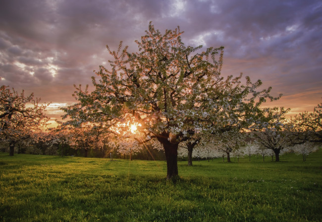 Обои картинки фото природа, восходы, закаты, закат, весна, сад