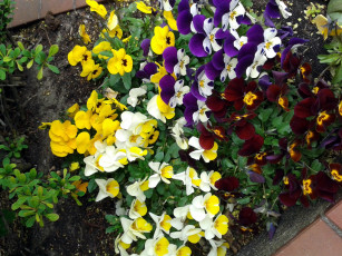 Картинка цветы анютины+глазки+ садовые+фиалки разноцветные