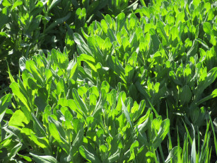 Картинка природа макро весна 2018