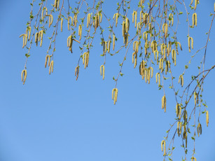 Картинка природа макро весна 2018