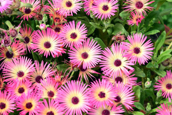 обоя цветы, аизовые, розовый