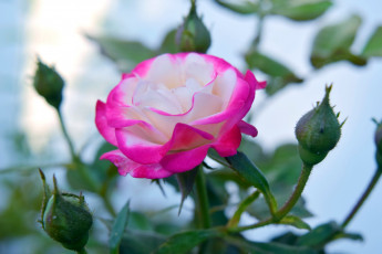 Картинка цветы розы бутон