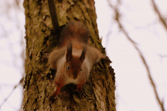Картинка животные белки рыжая ствол дерево белка
