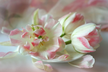 Картинка цветы тюльпаны нежность